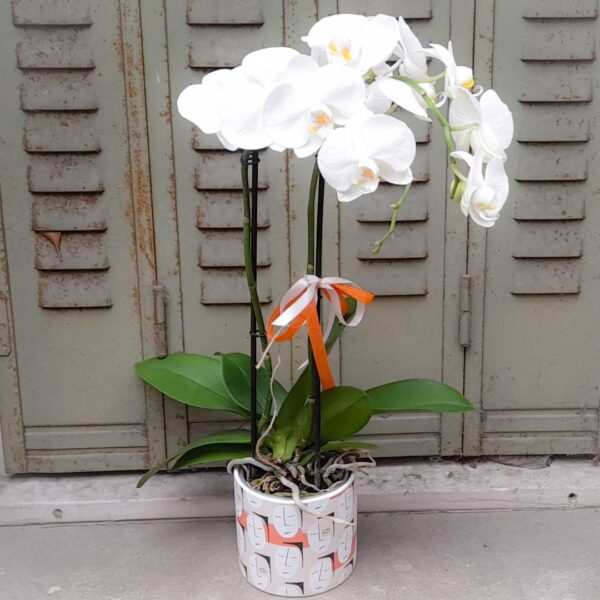 Orchidée blanche.
