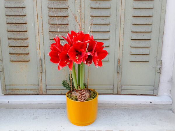 Amaryllis