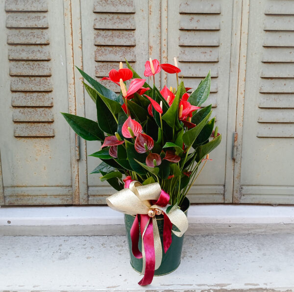 Anthurium